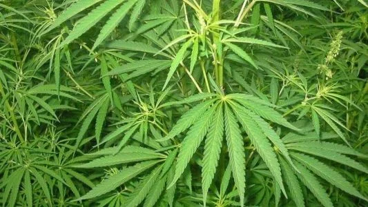 گیاه ماریانا برای عفونت واژن