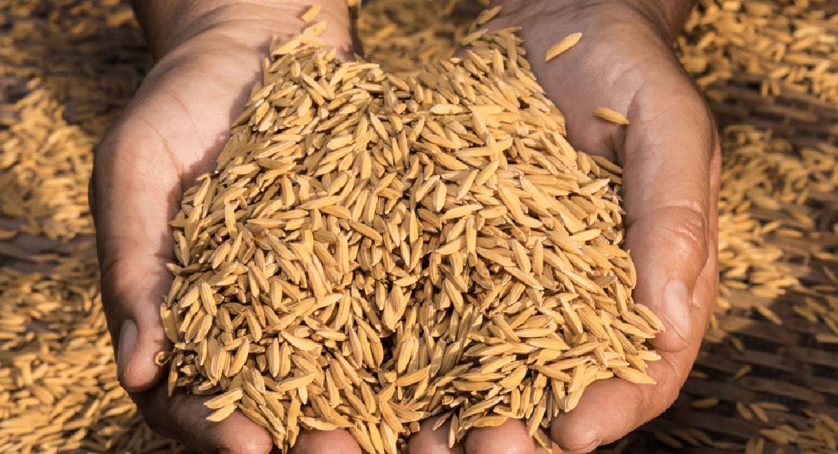 خواص سبوس برنج قهوه ای برای چاقی